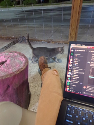 cat walks by computer users