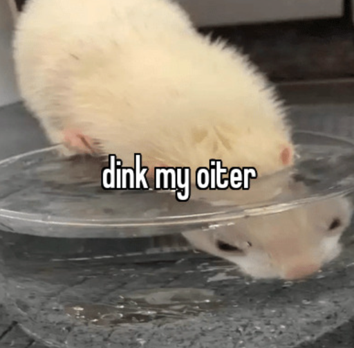 A ferret with its head in a glass bowl full of water, with the caption "dink my oiter", meant to be "drink my water".